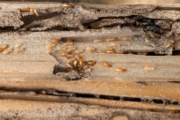 Best Ant Control Services  in Polkton, NC